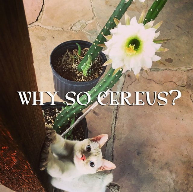 Cereus.jpg