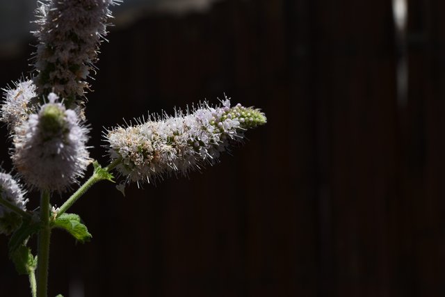 wasp mint flower 9.jpg