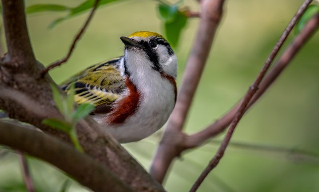 chestnut-sided-warbler-setophaga-pensylvanica.jpg