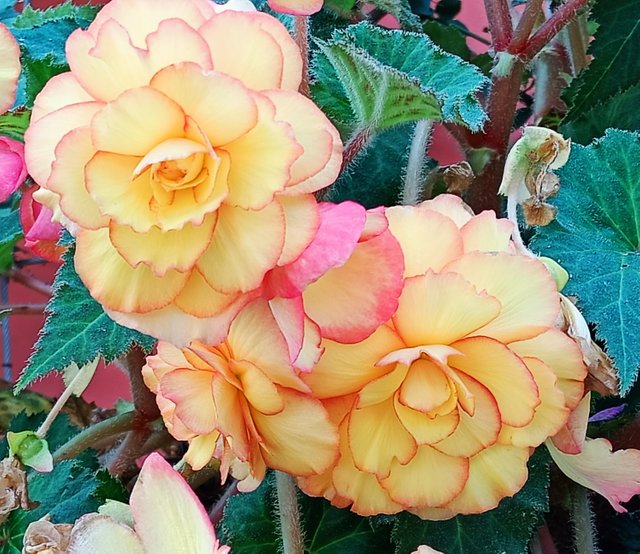 1 Tuberous begonias 3.jpg