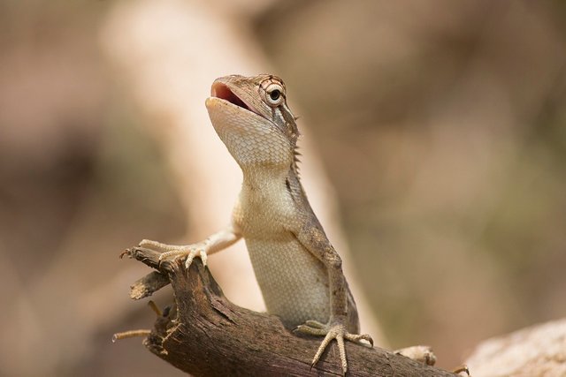 oriental-garden-lizard-7195594_1280.jpg