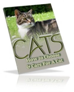 2008-cats--how-to-choose--care-for-a-cat.jpg