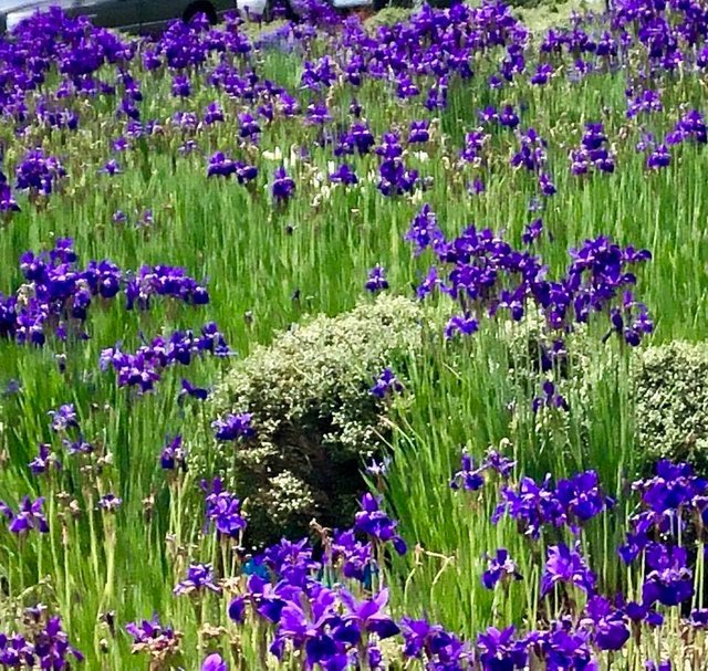 purple wildflowers.jpg