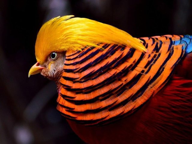 the_most_exotic_animals_in_the_world_1591_orig.jpg