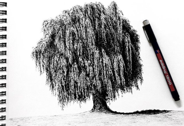 weeping-willow-pen-drawing.jpg