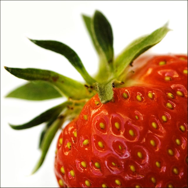 strawberry-season_3511177528_o.jpg