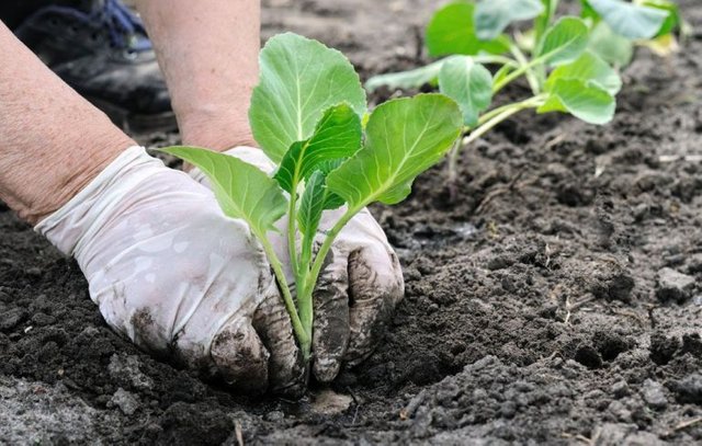 planting-cabbage-768x488.jpg