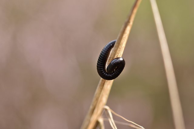 bug caterpillar bacl grass 2.jpg