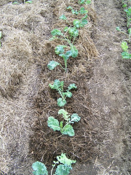 Big garden - kale - rakings and loose stuff crop May 2018.jpg