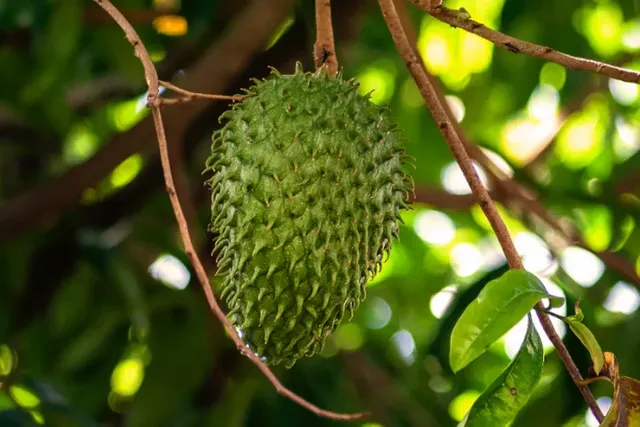 Buah sirsak.webp