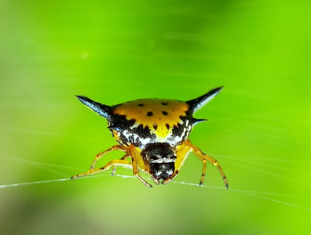 Horned Spider (40).jpg