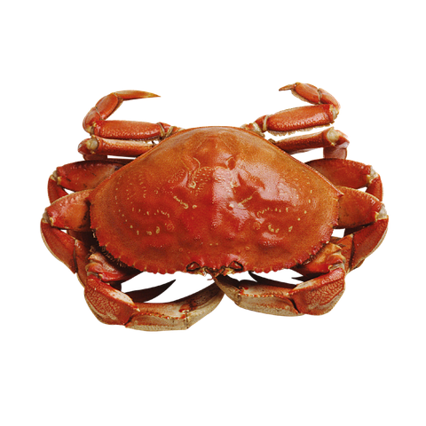 crab-332103__480.png
