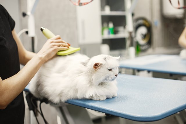 vet-with-brush-animals-woman-black-t-shirt-cat-couch.jpg