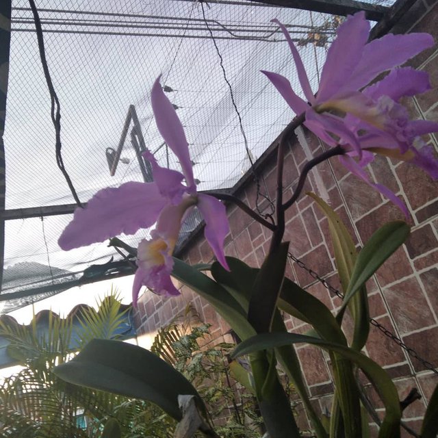 Orquídea 3.jpg
