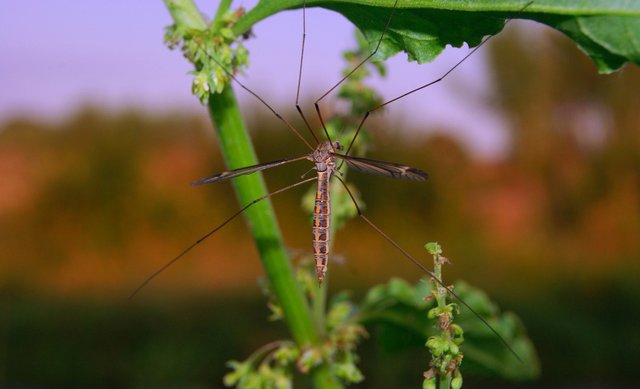 mosquito-21125_1280.jpg