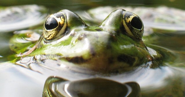 Wasserfrosch_small.jpg