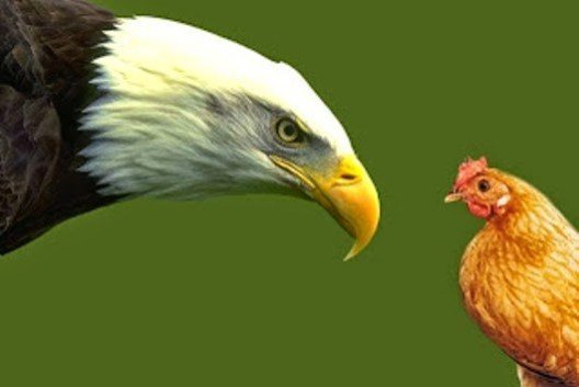 eagle-or-chicken.jpg