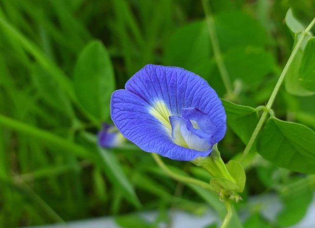 Beautiful Blue Flower.jpeg