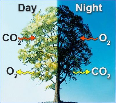 Photosynthesis Process for Kids Simplified for Easy Understanding.jfif