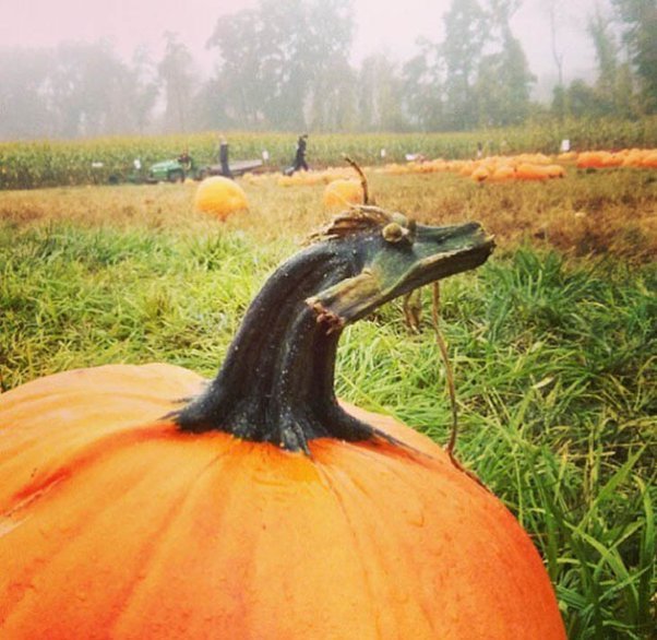 This pumpkin stem looks like a dragon.jpg