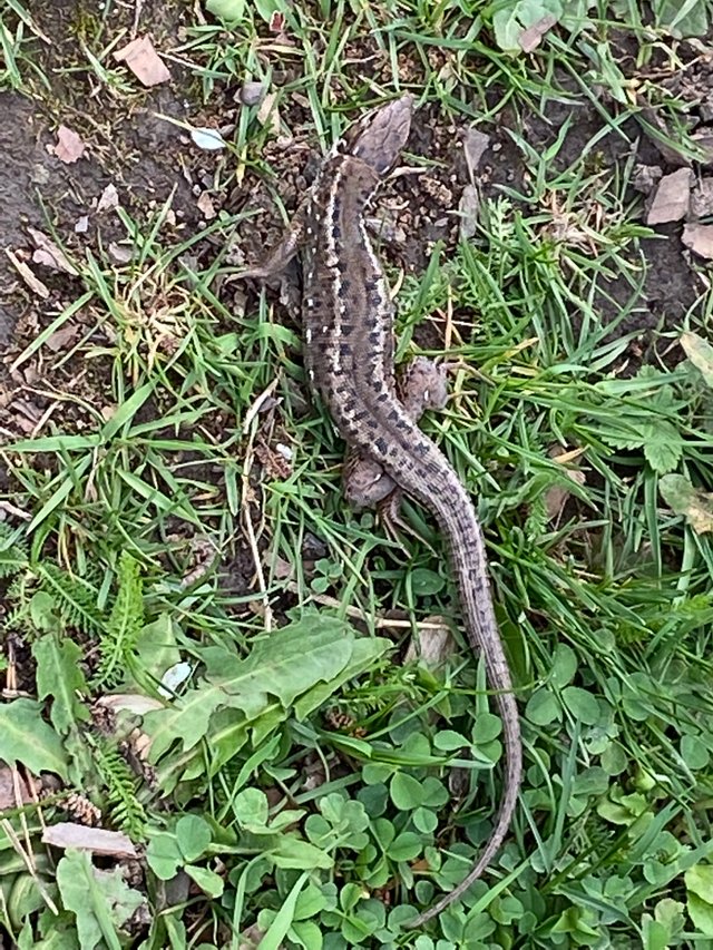 IMG1649d.JPG