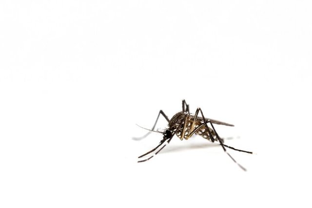 mosquito-isolated-white-background_28710-596.jpg