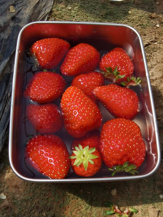草莓盒子.jpg