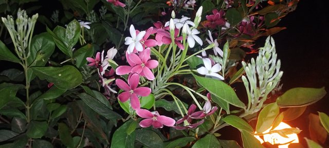 IMG_20250413_192749.jpg