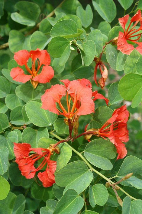 Bauhinia galpinii, Red Orchid Tree.JPG