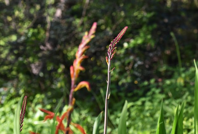 red wildflower park 2.jpg