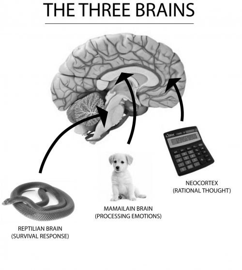 the-three-brains-pics-2.jpg