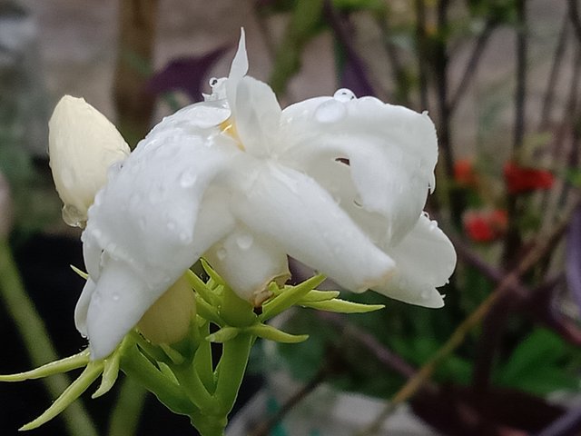 IMG20250418162122.jpg