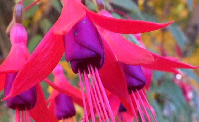 RD0215-Fuchsia1.jpg