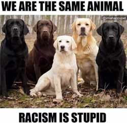 dogsracism.jpg