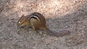 chipmunk2.jpg