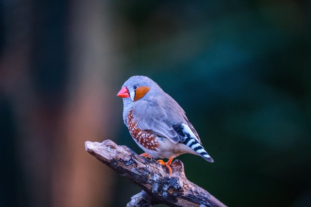 Zebra Finch.jpg