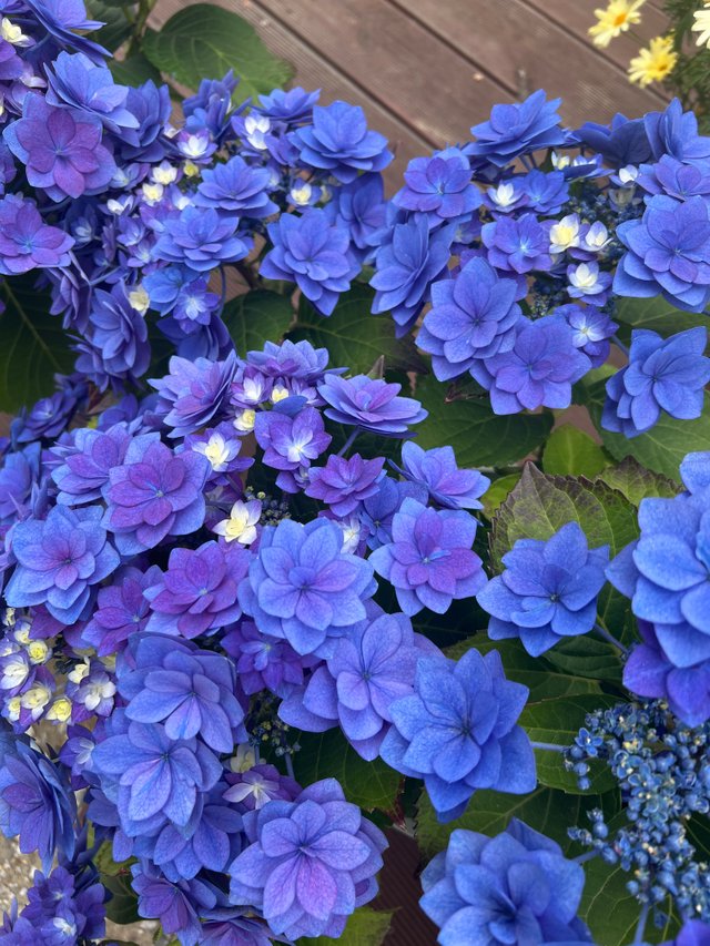 IMG_2673.jpeg