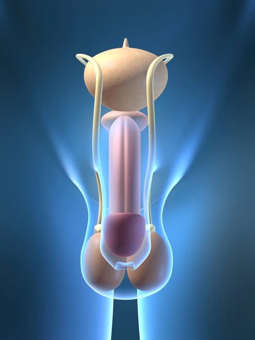 Prostate-picture.jpg