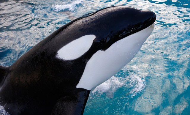 informacion-sobre-las-orcas.jpg