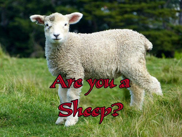 White-Animals-Goats-Furry-Lambs-Mammals-Sheep-275928.jpg