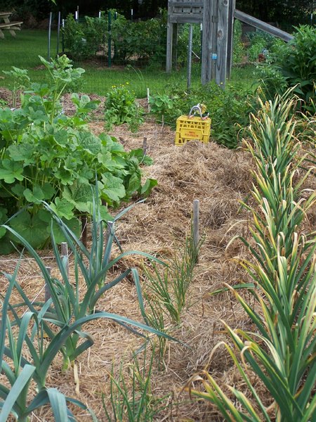 Digging garlic - 1st 2 rows done crop July 2018.jpg