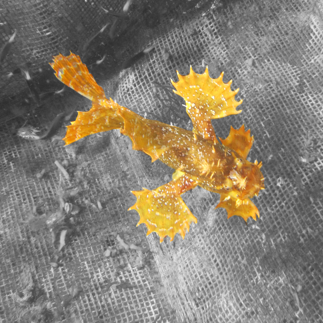 frogfish black and white background.png