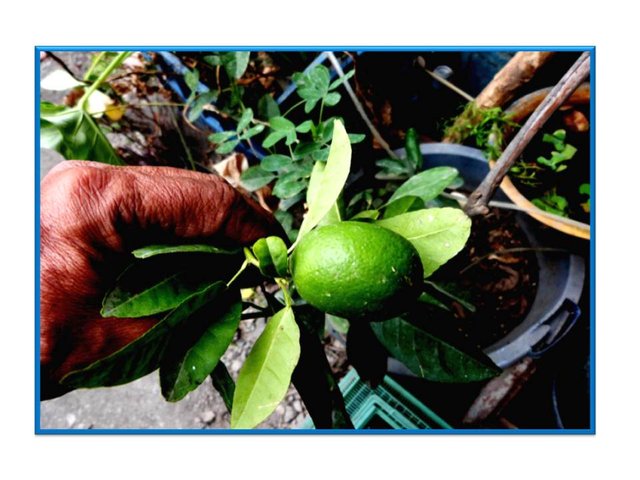 Presentación1 limon bonsay06.jpg