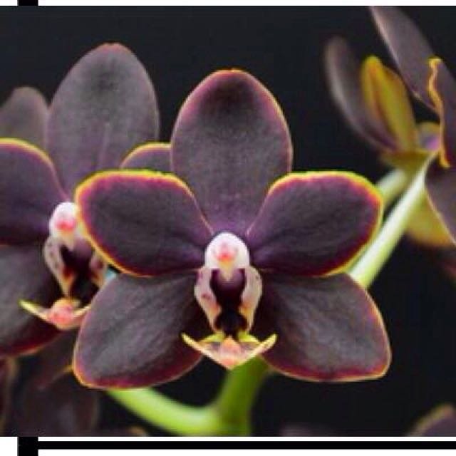 phalaenopsis_sunrise_red_peoker_1515397396_002832b8.jpg