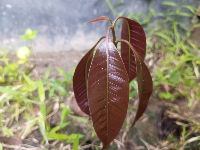 IMG_20240908_060921_214.jpg