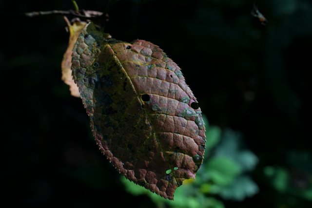 DSC02671.jpg