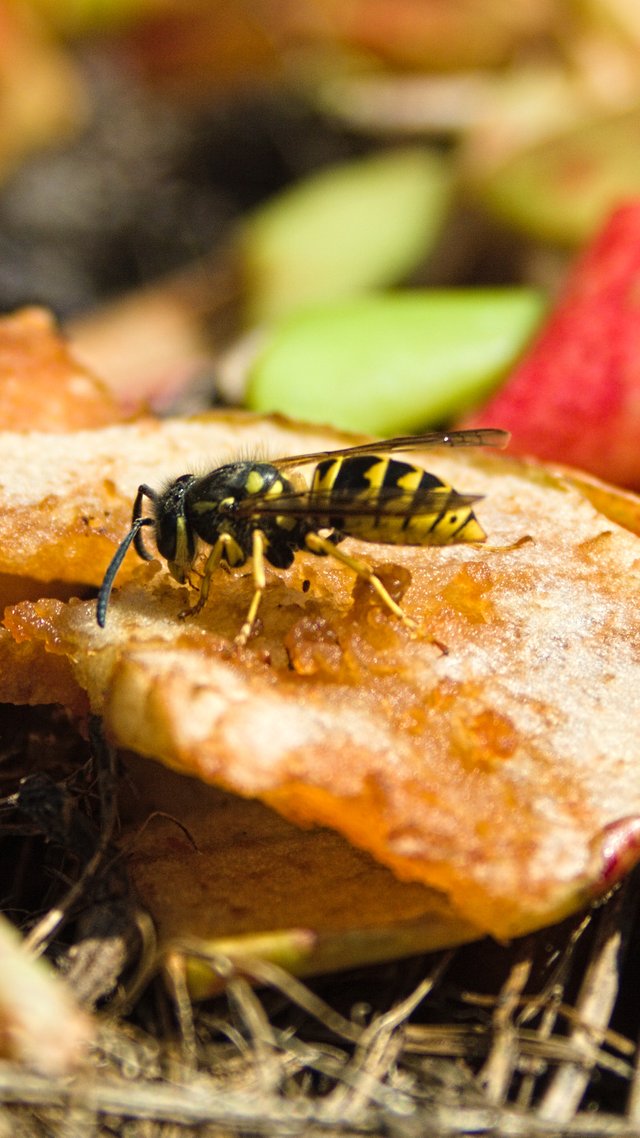 Wasp feasting on leftover apple scraps