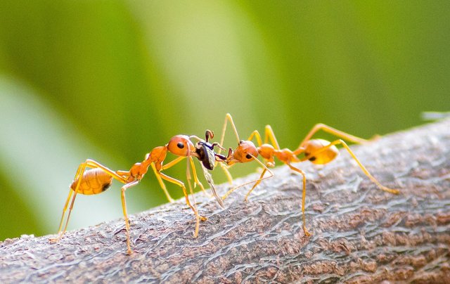 fire-ants-7262312_1280.jpg