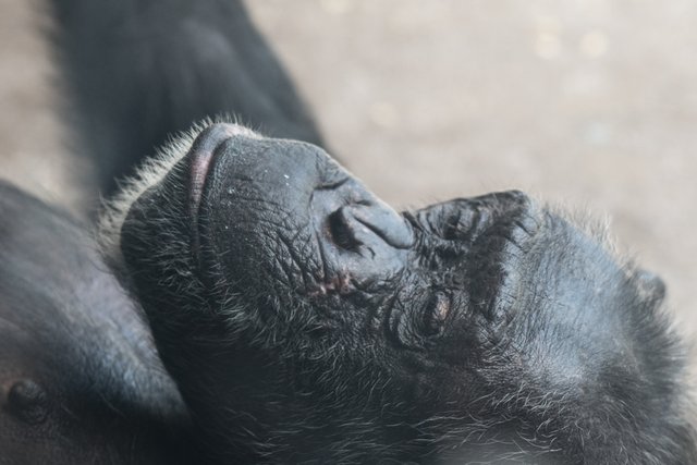 2018-06-29-HOUSTON_ZOO-8.jpg