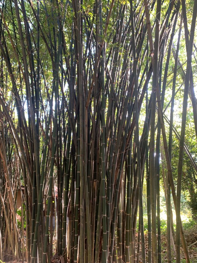 Bamboo Tunnel14.jpg